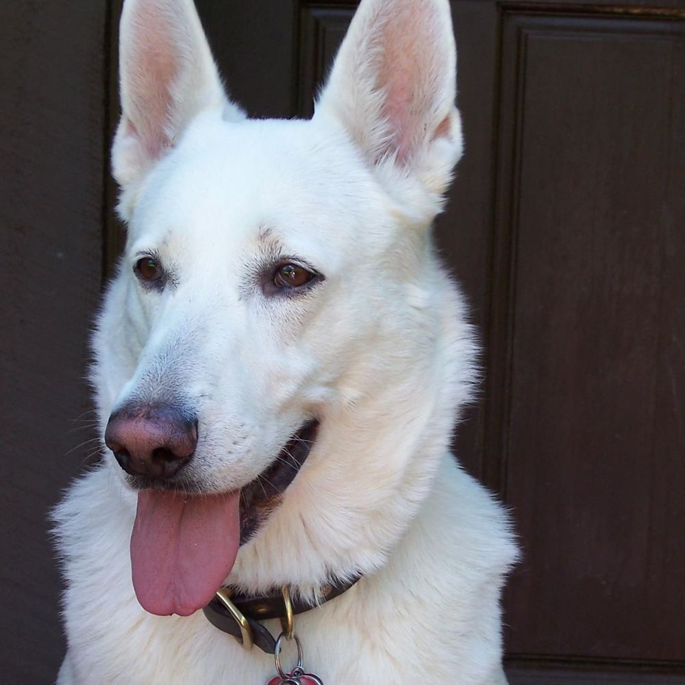 Meet your Posher, Chari